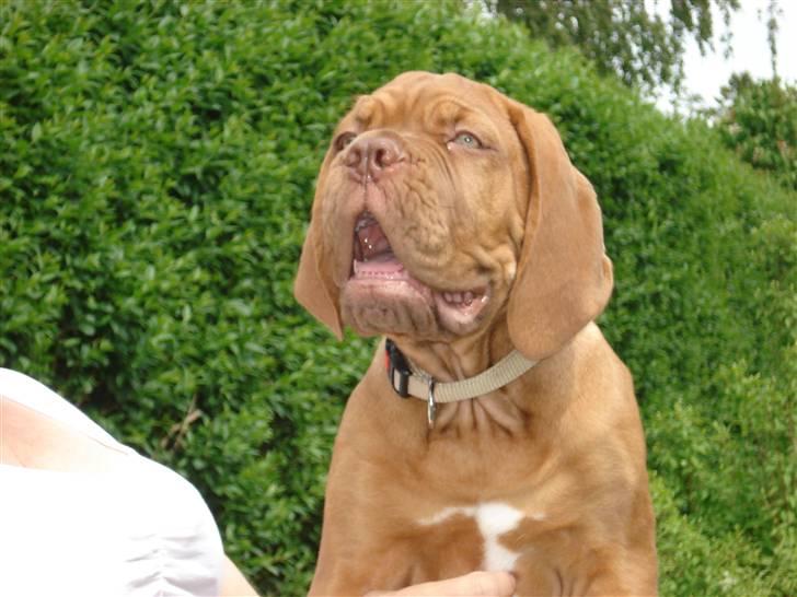 Dogue de bordeaux Shadow of Oak Bombay billede 17