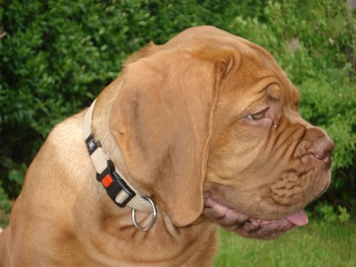 Dogue de bordeaux Shadow of Oak Bombay billede 18