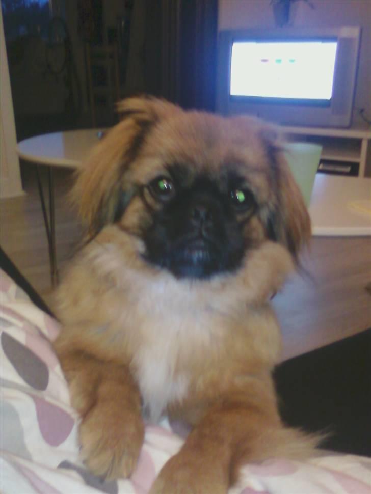 Pekingeser Maja Ling - mor du skal snakke med mig ik se fjernsyn:) billede 9