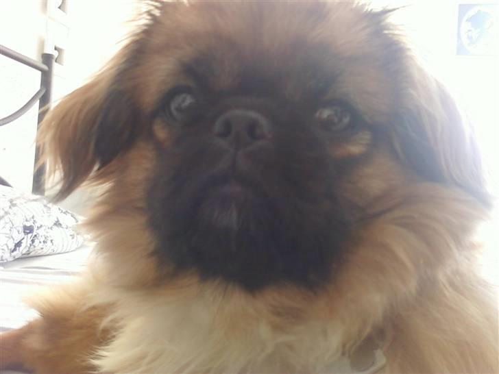Pekingeser Maja Ling - er jeg ik bare smuk:) billede 10