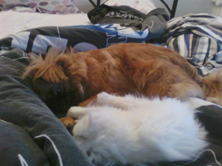 Pekingeser Maja Ling - Maja og Miss Abby putter<3 billede 11