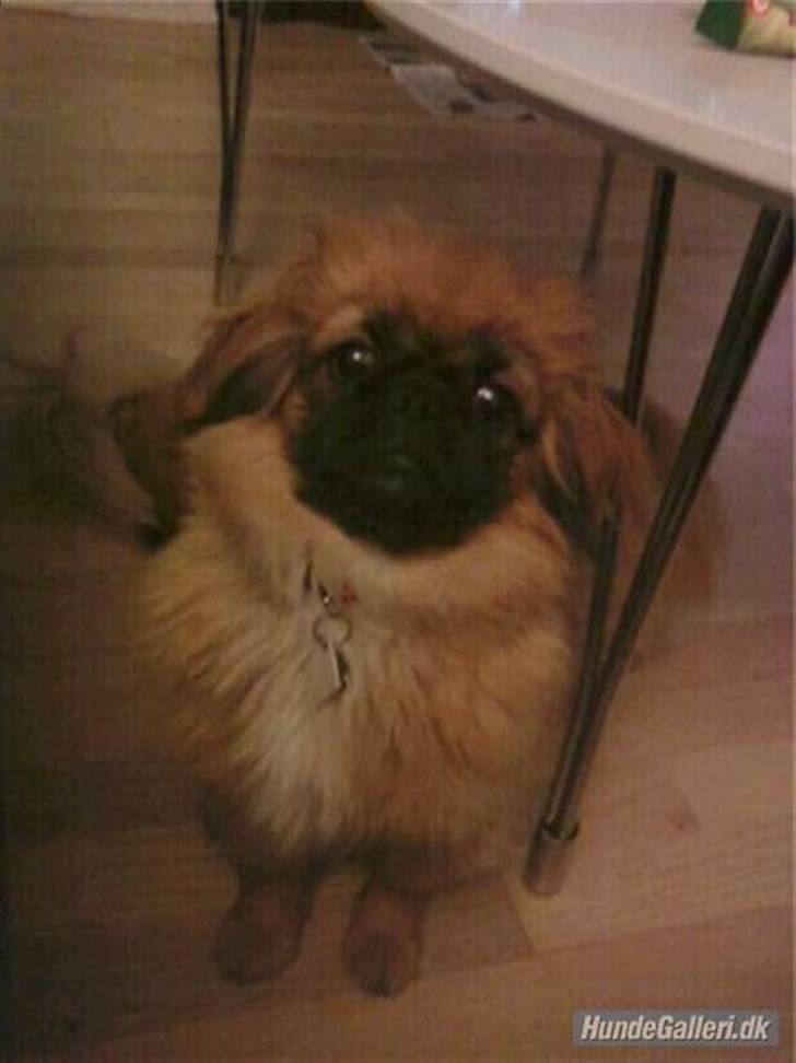 Pekingeser Maja Ling - Maja putter med Andre billede 12