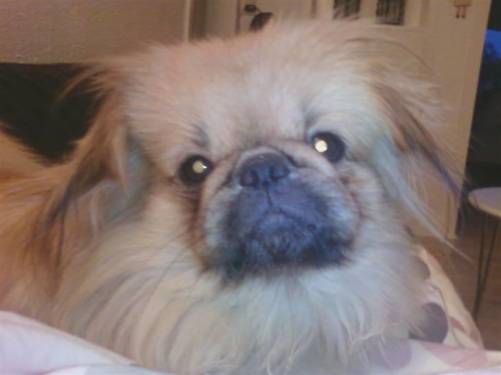 Pekingeser Twister - Min smukke dreng:) billede 11