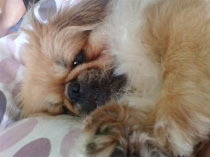 Pekingeser Twister - så dejligt at ligge i mor og fars seng. billede 12