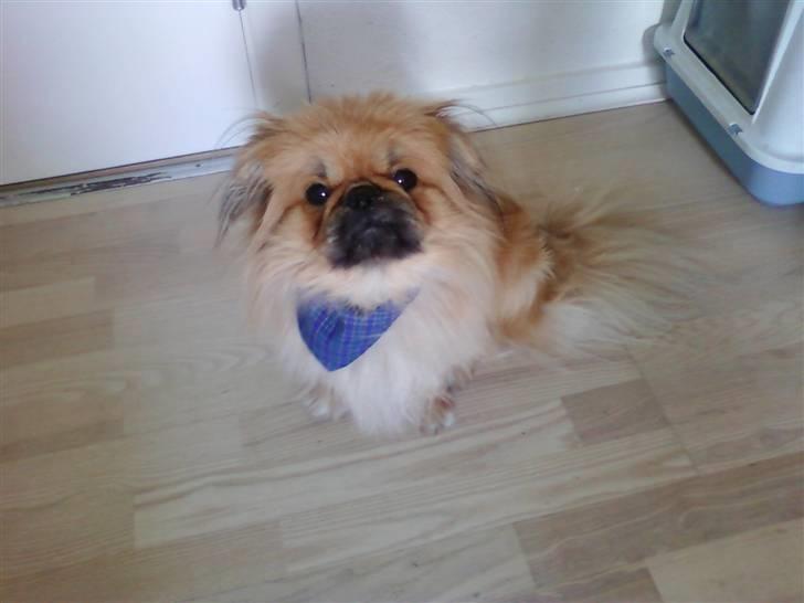 Pekingeser Twister - Er jeg ik fin med mit nye tørklæde billede 13