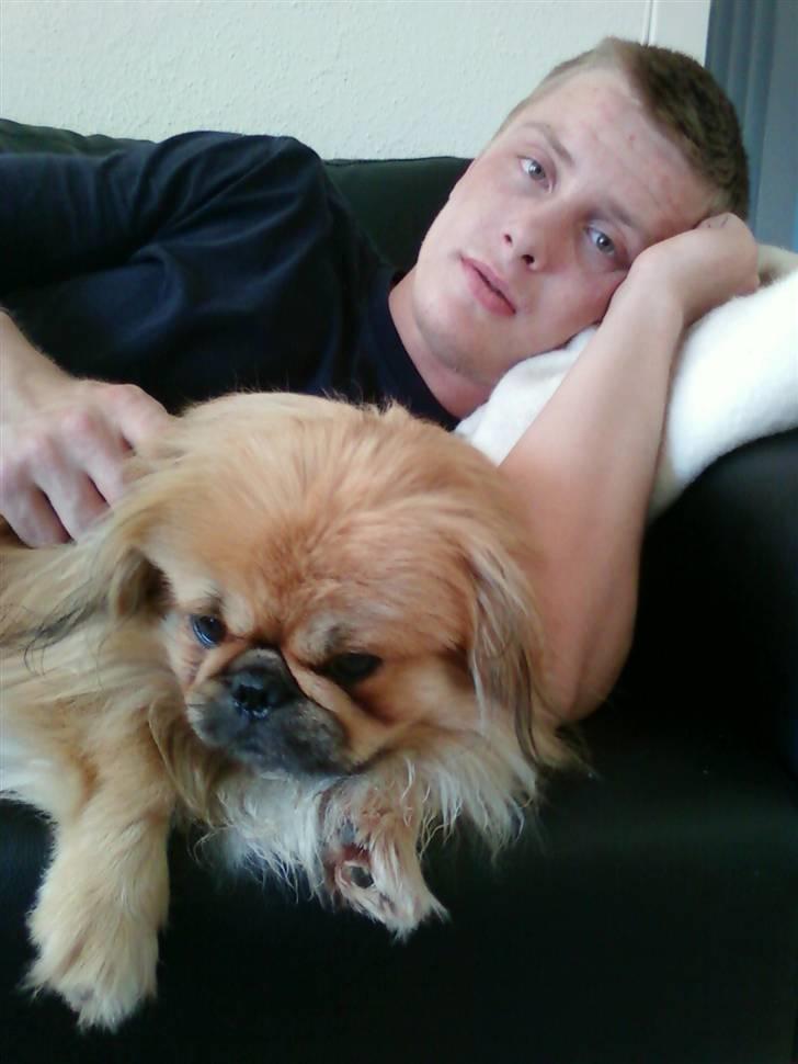 Pekingeser Twister - Putter med far:) billede 14