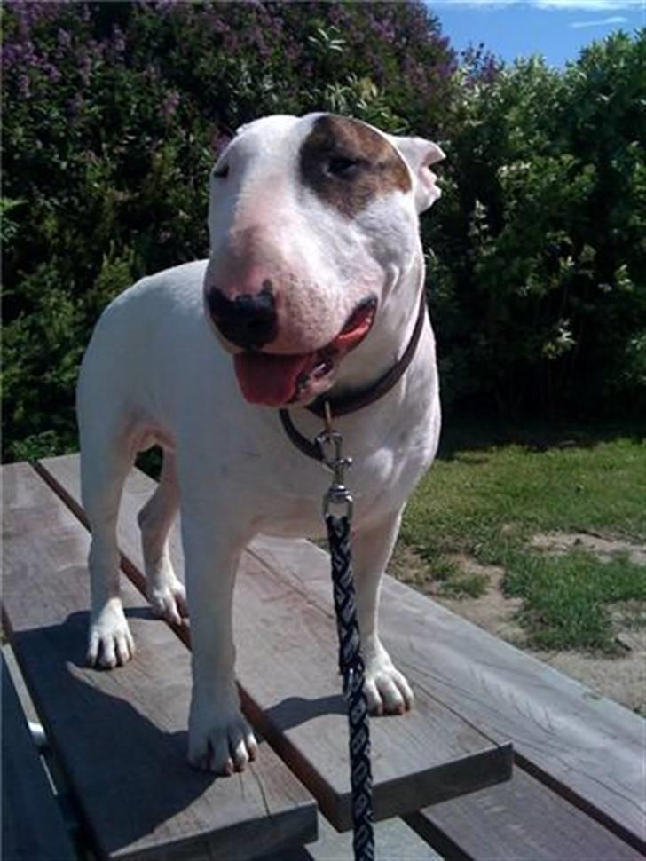 Bullterrier Kalle Kæphøj fik fred d.18.08.2011 billede 15