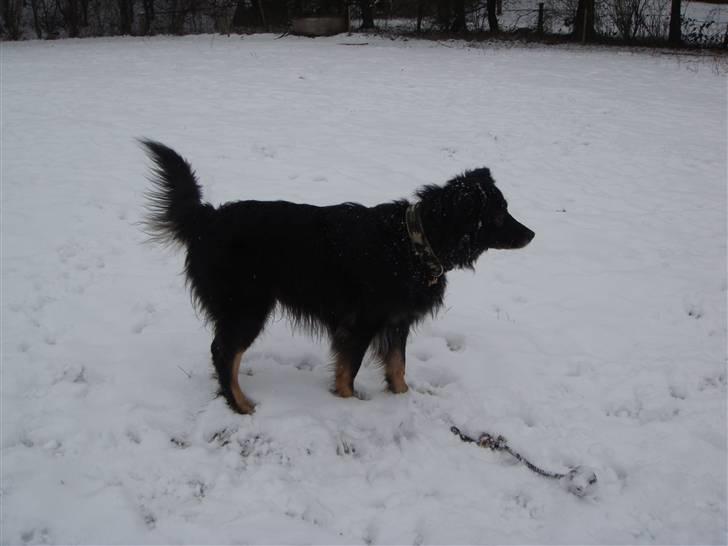 Blanding af racer Danger - Elsker bare sne... billede 1