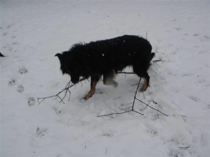 Blanding af racer Danger - hmmmm  billede 2