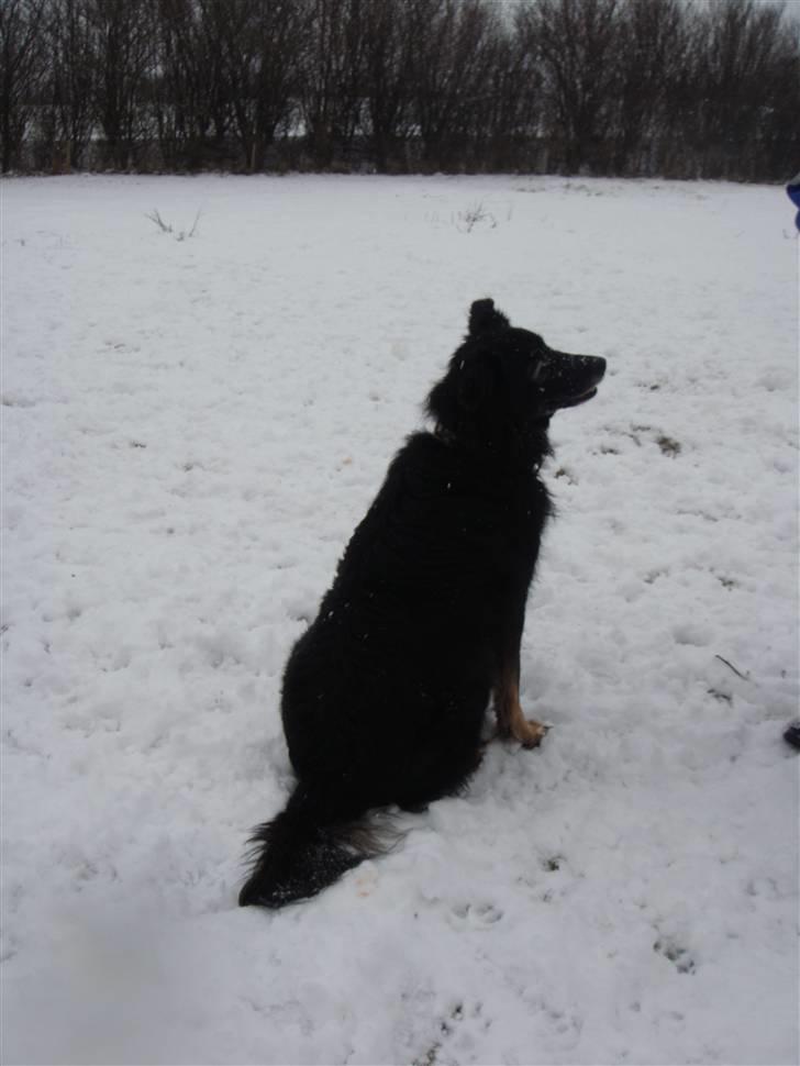 Blanding af racer Danger - Venter på du kaster min boldt. billede 3