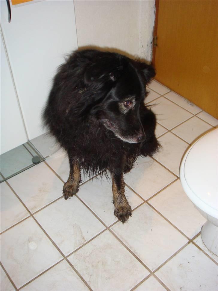 Blanding af racer Danger - Mig ? skal jeg i bad? AD billede 4