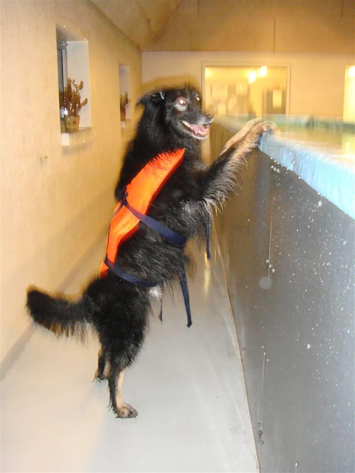 Blanding af racer Danger - Hvem har kastet min dims op i vandet :( billede 5