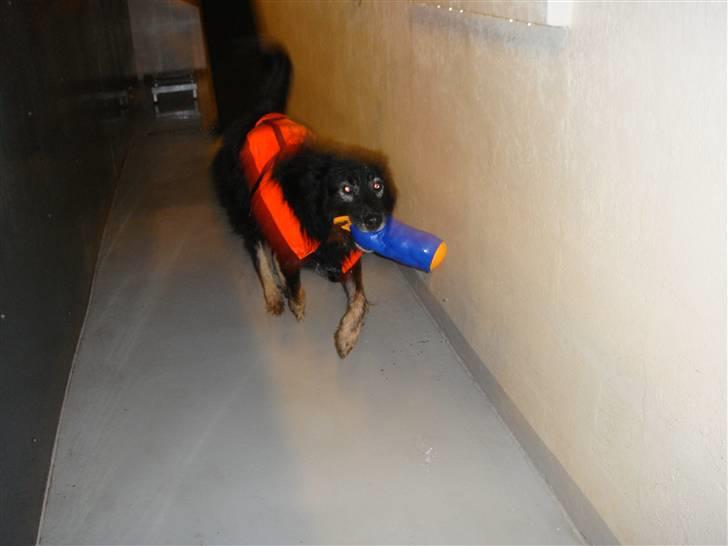 Blanding af racer Danger - Jeg fandt min dims :P billede 6