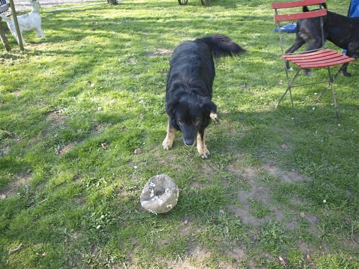 Blanding af racer Danger - Min boldt :) billede 7