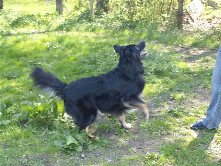 Blanding af racer Danger - Kast nu min boldt :D billede 8