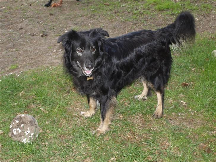 Blanding af racer Danger - hey ? :D her er jeg...  billede 9