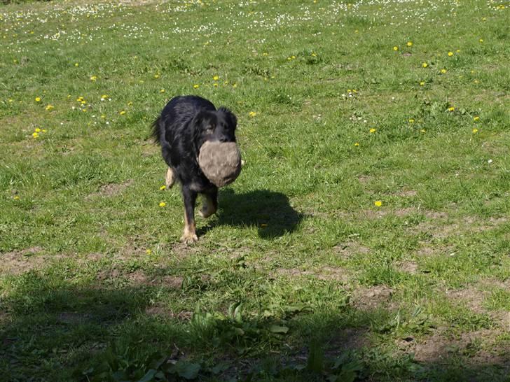 Blanding af racer Danger - Min boldt :) billede 10