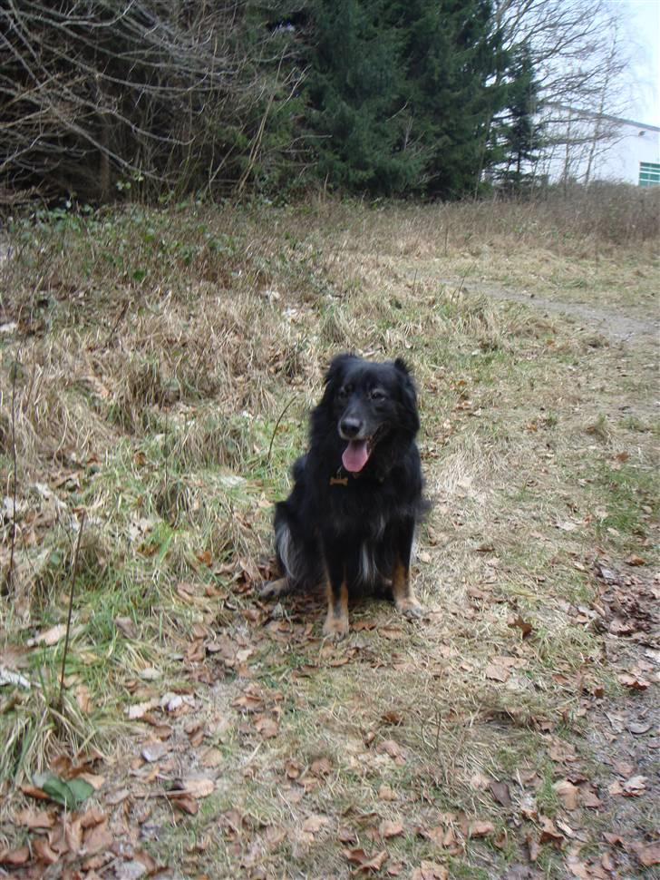 Blanding af racer Danger - OKay ! så bliver jeg her når du siger jeg skal :) billede 11