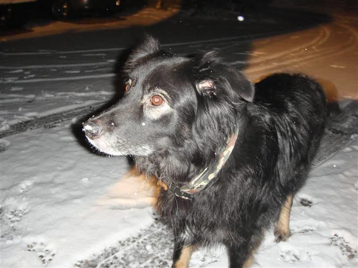 Blanding af racer Danger - :) billede 12