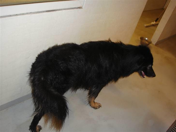 Blanding af racer Danger - Får krøller når jeg bliver våd :( Ad billede 13