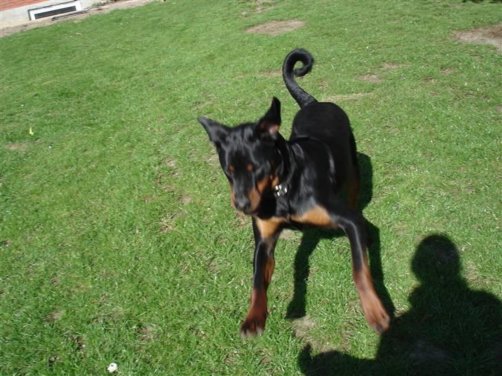 Rottweiler Spike billede 6