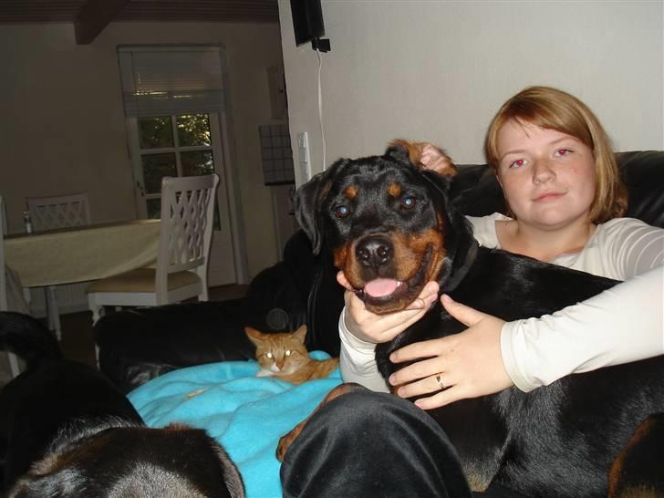 Rottweiler Spike billede 7