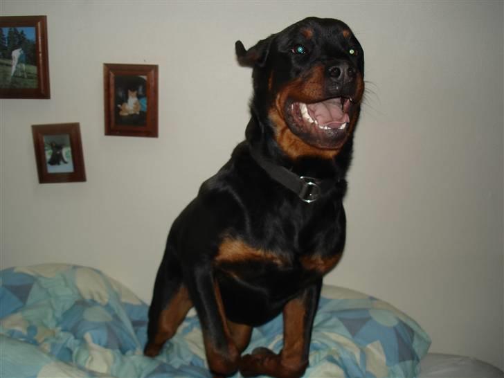 Rottweiler Spike billede 8