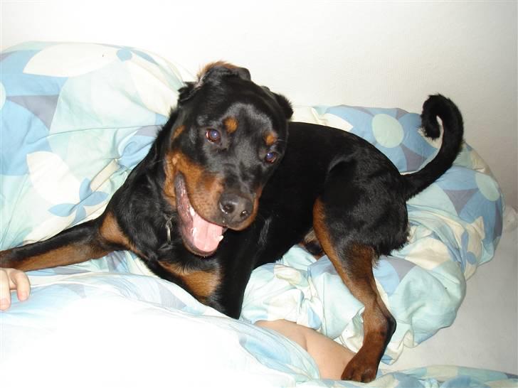 Rottweiler Spike billede 9