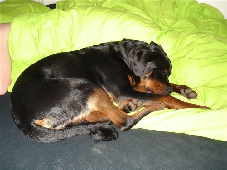 Rottweiler Spike billede 10