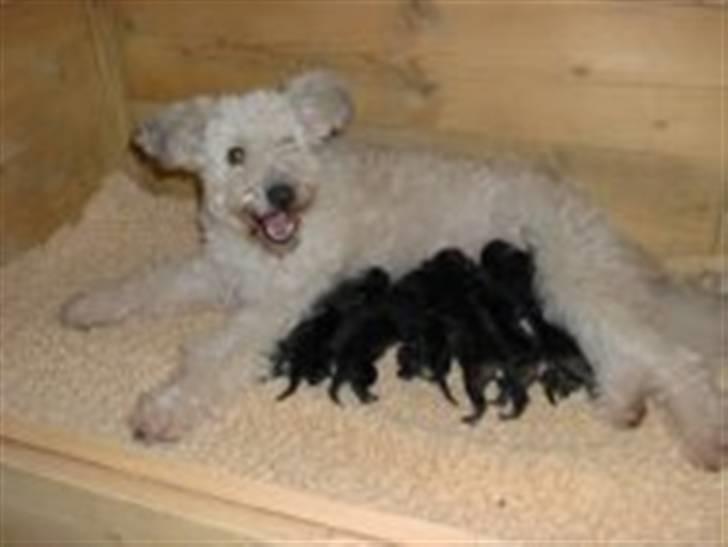 Pumi Tini - Tini med sine små hunde hvalpe billede 1