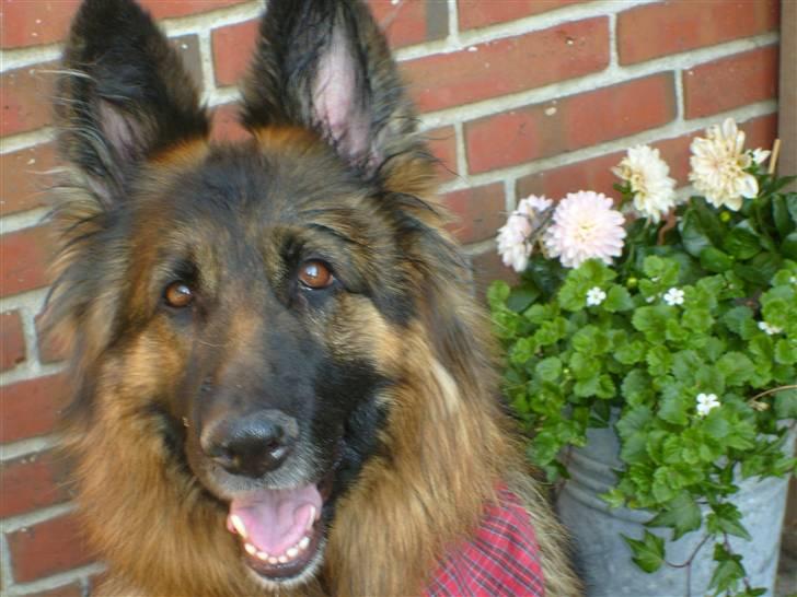 Schæferhund Becca R.i.p billede 1