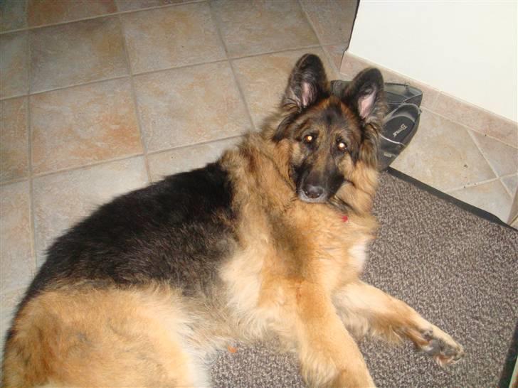 Schæferhund Becca R.i.p billede 2