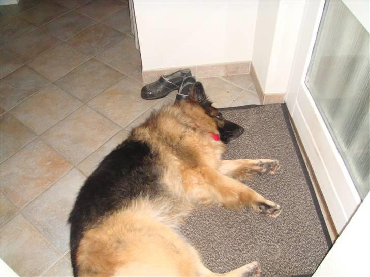 Schæferhund Becca R.i.p billede 3