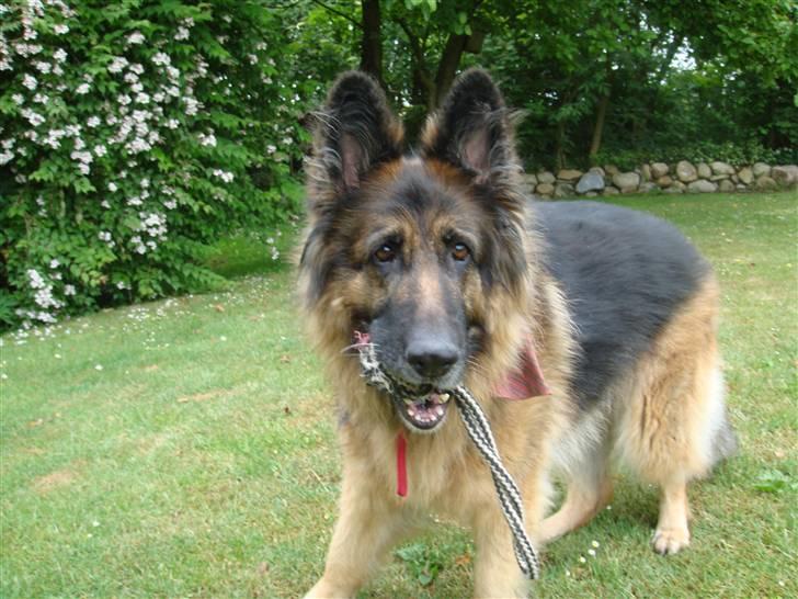 Schæferhund Becca R.i.p billede 4