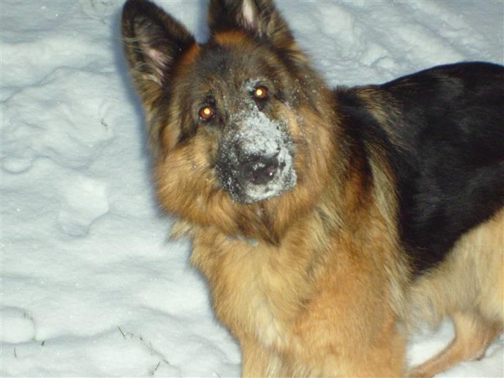 Schæferhund Becca R.i.p billede 5