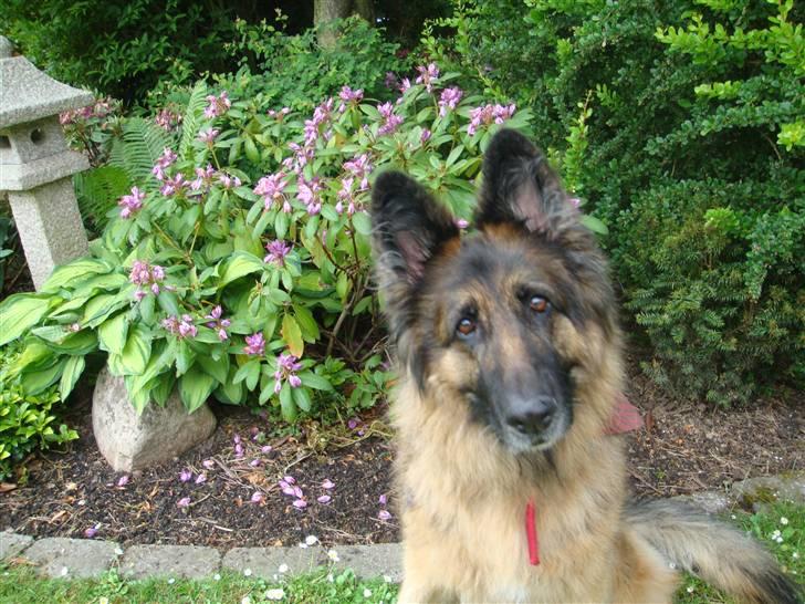 Schæferhund Becca R.i.p billede 6