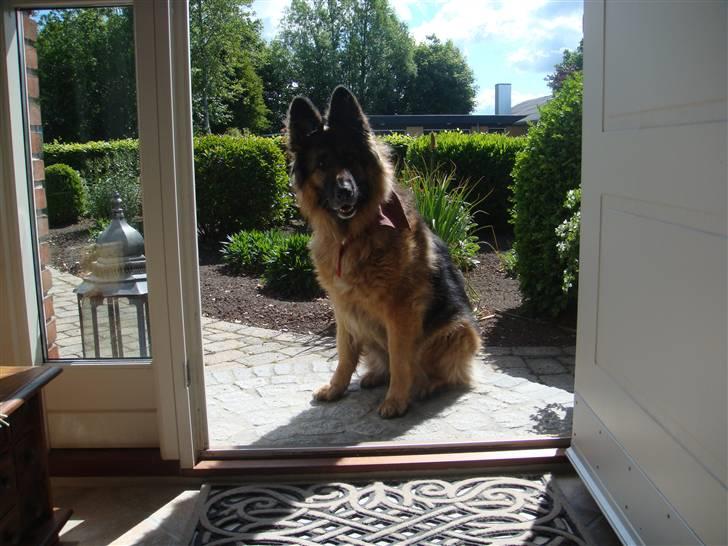 Schæferhund Becca R.i.p billede 7