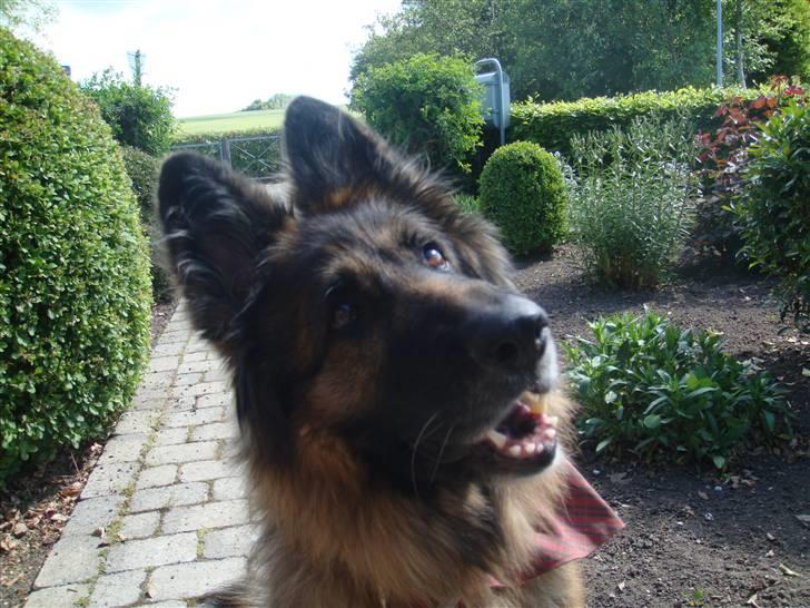 Schæferhund Becca R.i.p billede 8