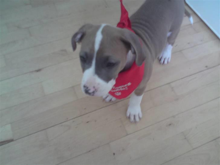 Amerikansk staffordshire terrier Bastian  solgt =( billede 2