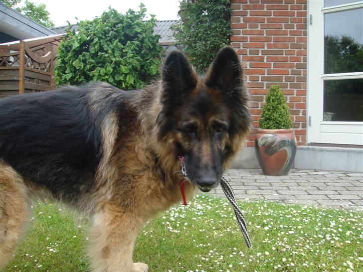 Schæferhund Becca R.i.p billede 9