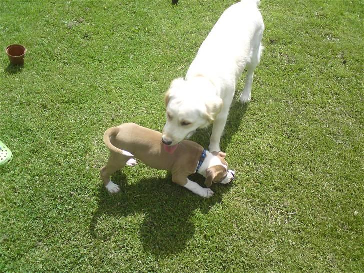 Amerikansk staffordshire terrier Bastian  solgt =( billede 3