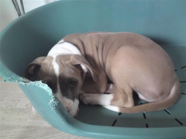 Amerikansk staffordshire terrier Bastian  solgt =( billede 5