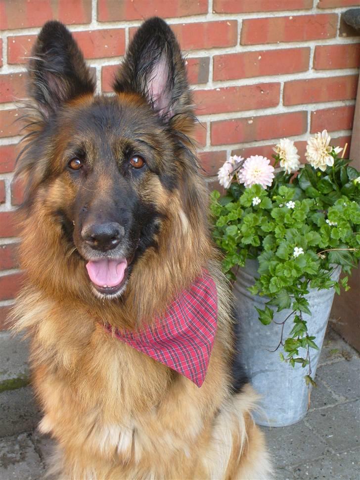 Schæferhund Becca R.i.p billede 10