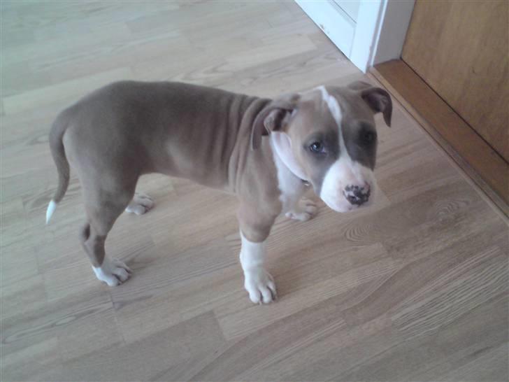 Amerikansk staffordshire terrier Bastian  solgt =( billede 6