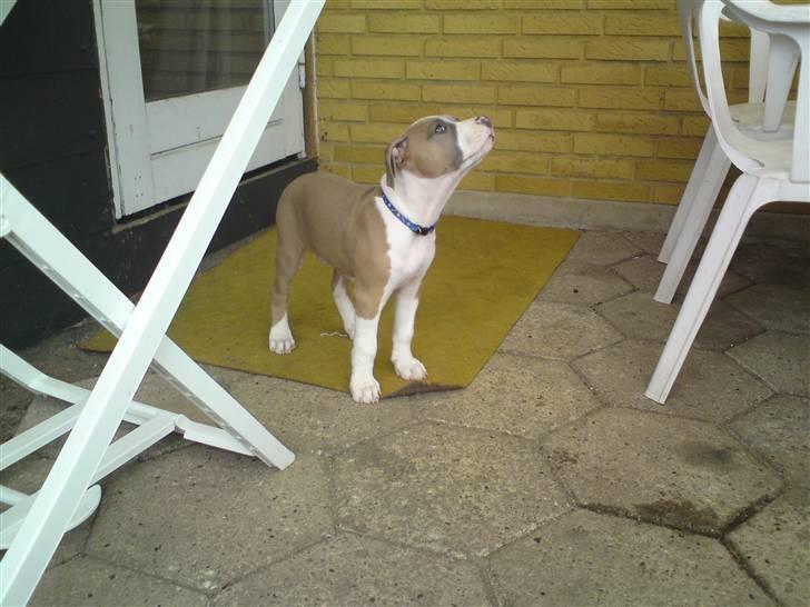 Amerikansk staffordshire terrier Bastian  solgt =( billede 7