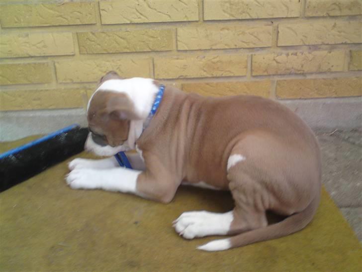 Amerikansk staffordshire terrier Bastian  solgt =( billede 8