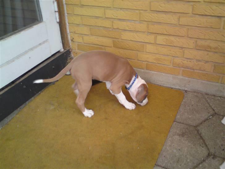 Amerikansk staffordshire terrier Bastian  solgt =( billede 9