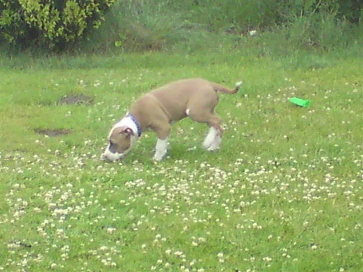 Amerikansk staffordshire terrier Bastian  solgt =( billede 10