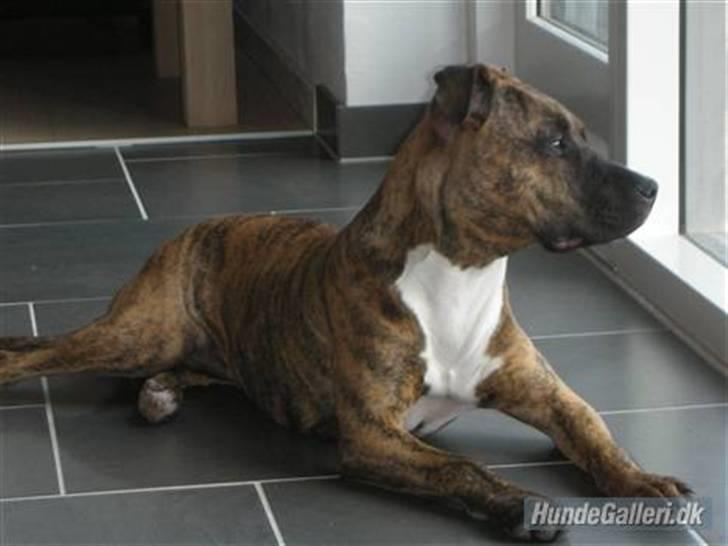 Amerikansk staffordshire terrier Molly billede 20