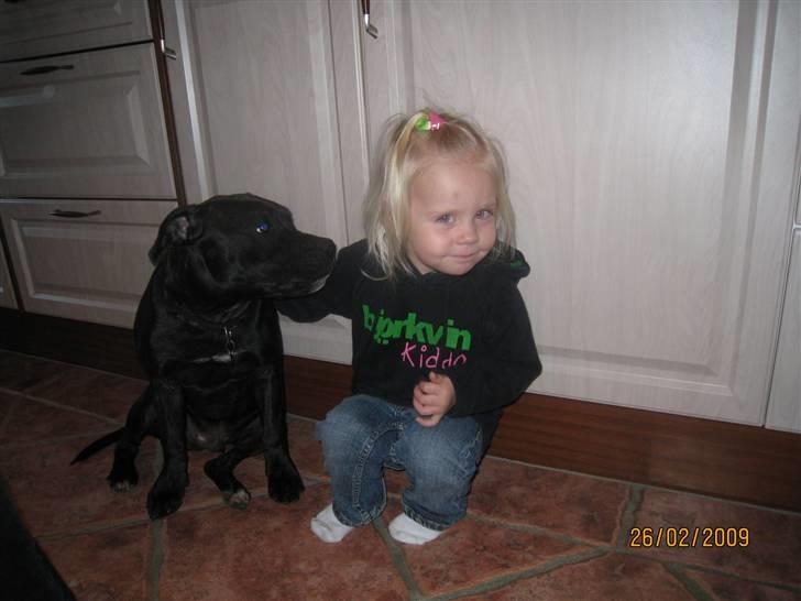 Staffordshire bull terrier Louis billede 20